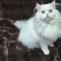 Chaton scottish straight – yeux vairons #5