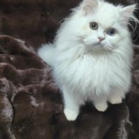 Chaton scottish straight – yeux vairons #6