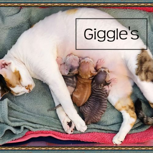 Première portée de sandor et tatiana en 2026 #1