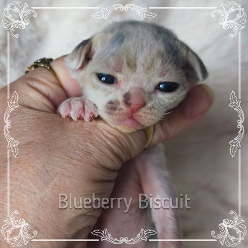 Première portée de sandor et tatiana en 2026 #0