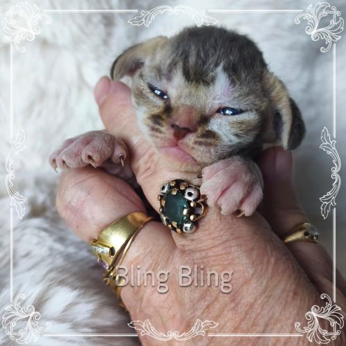 Première portée de sandor et tatiana en 2026 #3