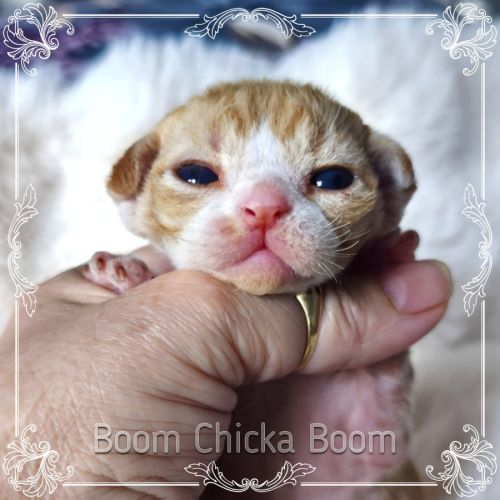 Première portée de sandor et tatiana en 2026 #4