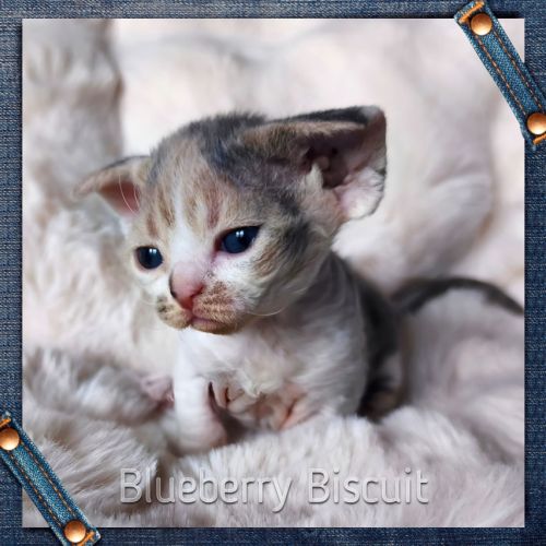 Première portée de sandor et tatiana en 2026