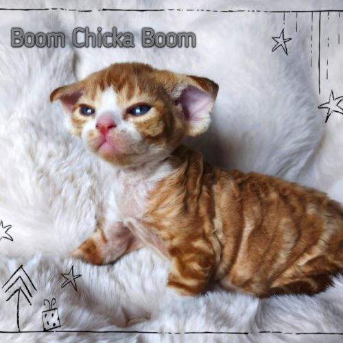 Première portée de sandor et tatiana en 2026 #2