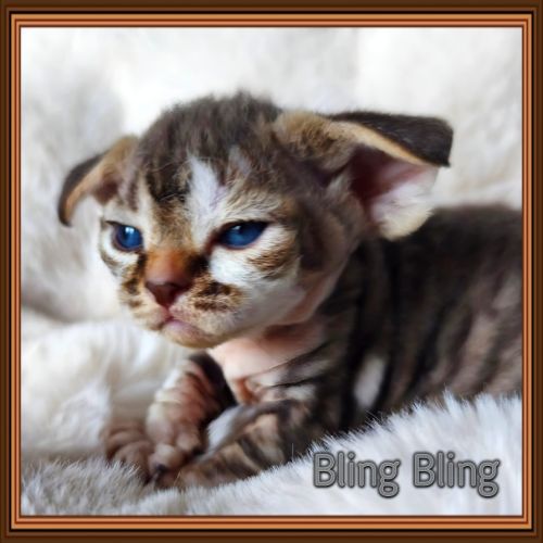 Première portée de sandor et tatiana en 2026 #3