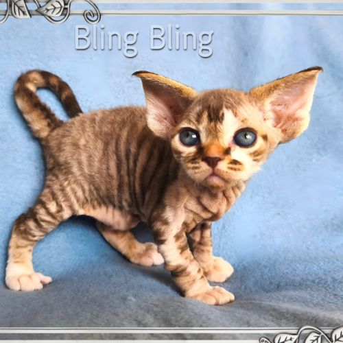 Première portée de sandor et tatiana en 2026