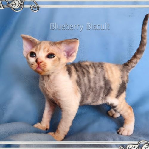 Première portée de sandor et tatiana en 2026 #6