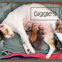 Première portée de sandor et tatiana en 2026 #1