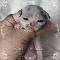 Première portée de sandor et tatiana en 2026