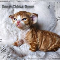 Première portée de sandor et tatiana en 2026 #2