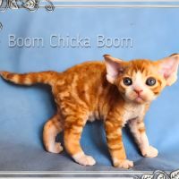 Première portée de sandor et tatiana en 2026 #4