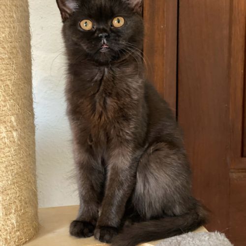 Adorable chaton scottish fold & straight #1