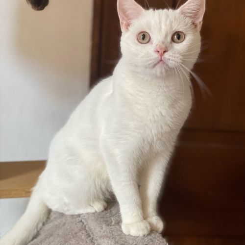 Adorable chaton scottish fold & straight #2