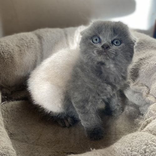 Adorable chaton scottish fold & straight #3
