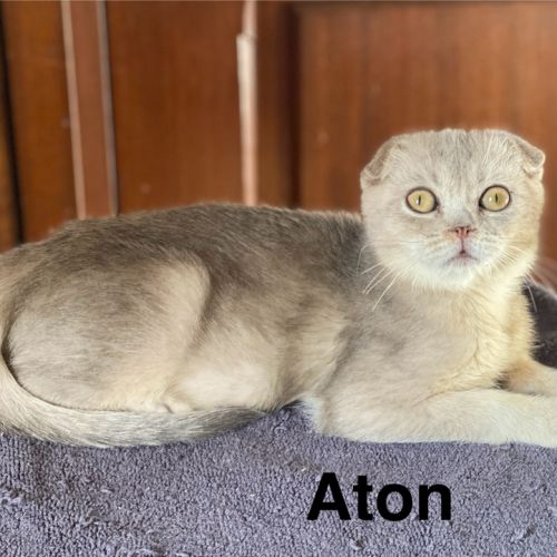 Adorable chaton scottish fold & straight #0