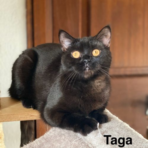 Adorable chaton scottish fold & straight #5