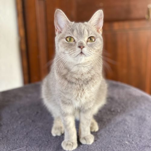 Adorable chaton scottish fold & straight #6
