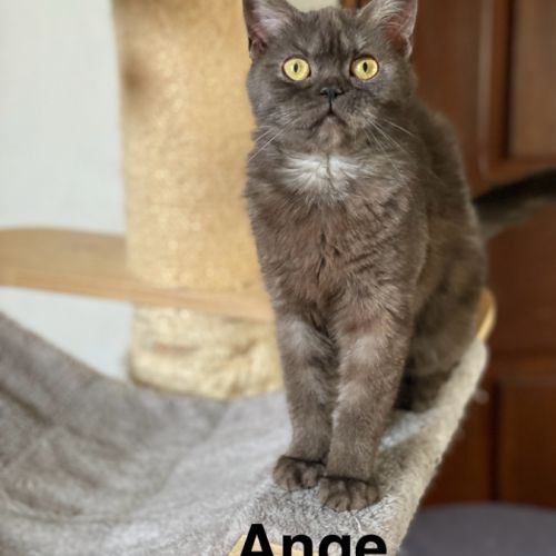 Adorable chaton scottish fold & straight #7