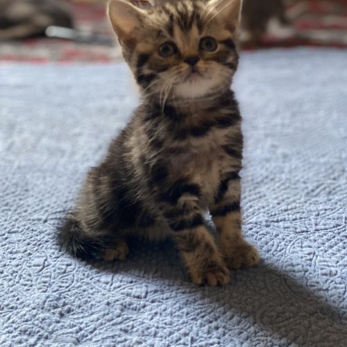 Adorable chaton scottish fold & straight #9