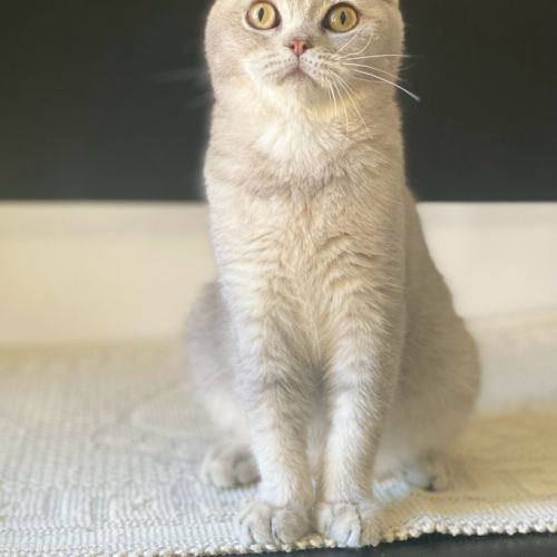 Adorable chaton scottish fold & straight