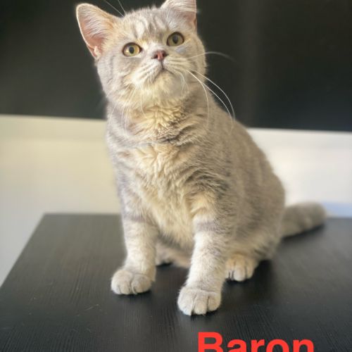 Adorable chaton scottish fold & straight #9
