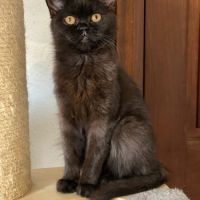 Adorable chaton scottish fold & straight #1