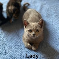 Adorable chaton scottish fold & straight #8