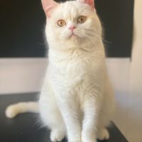 Adorable chaton scottish fold & straight #6