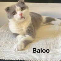 Adorable chaton scottish fold & straight #7