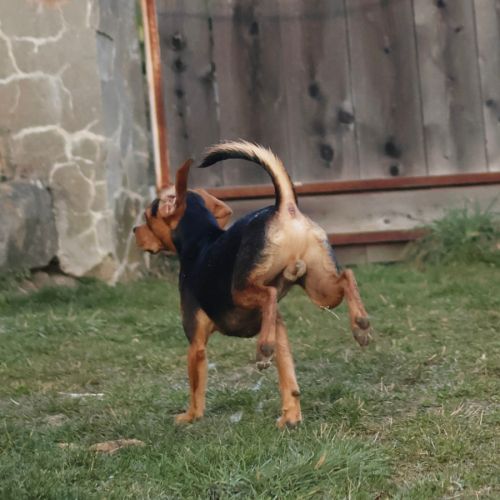 Croisé beagle de 9 mois à l'adoption #1