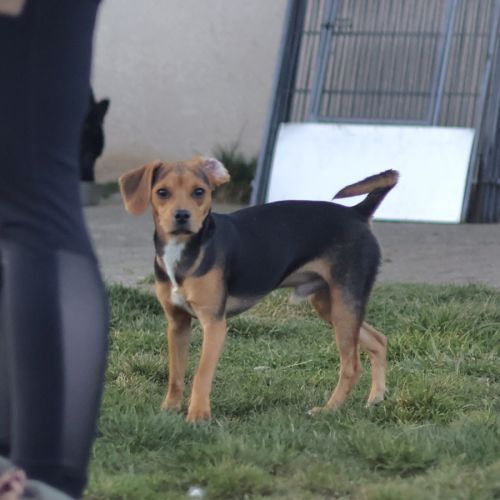 Croisé beagle de 9 mois à l'adoption #3