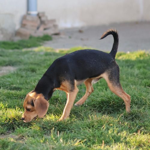 Croisé beagle de 9 mois à l'adoption #4