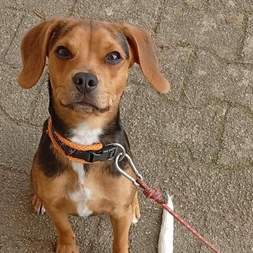 Croisé beagle de 9 mois à l'adoption #0