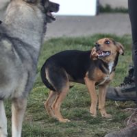 Croisé beagle de 9 mois à l'adoption #2