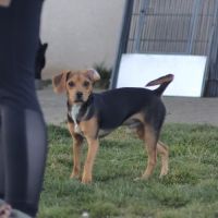 Croisé beagle de 9 mois à l'adoption #3