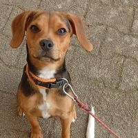 Croisé beagle de 9 mois à l'adoption