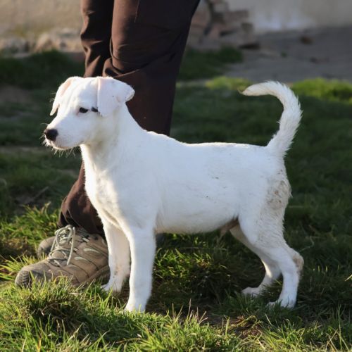 Croisé dogue argentin de 3 mois à l'adoption