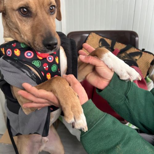 Trebol 1 an,  le compagnon de vie idéal !(ok chat) #3