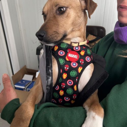 Trebol 1 an,  le compagnon de vie idéal !(ok chat) #0