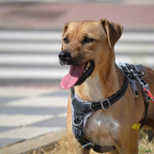 Trebol 1 an,  le compagnon de vie idéal !(ok chat) #5