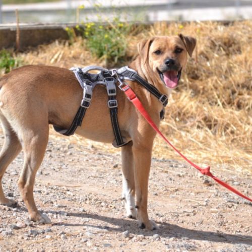 Trebol 1 an,  le compagnon de vie idéal !(ok chat) #6