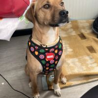 Trebol 1 an,  le compagnon de vie idéal !(ok chat) #1