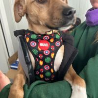 Trebol 1 an,  le compagnon de vie idéal !(ok chat) #2