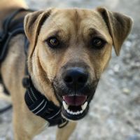 Trebol 1 an,  le compagnon de vie idéal !(ok chat) #7