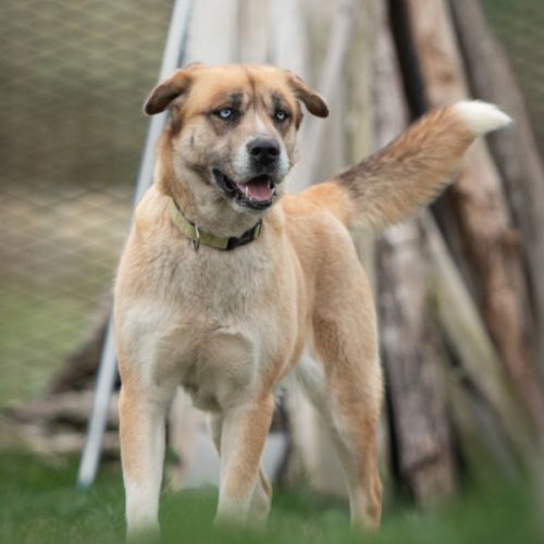 Toundra femelle type berger/husky 4 ans #0