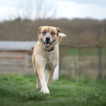 Toundra femelle type berger/husky 4 ans #8