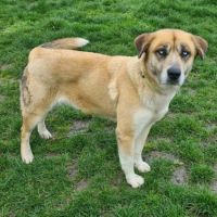 Toundra femelle type berger/husky 4 ans #3