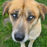 Toundra femelle type berger/husky 4 ans #5