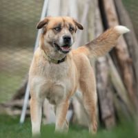 Toundra femelle type berger/husky 4 ans