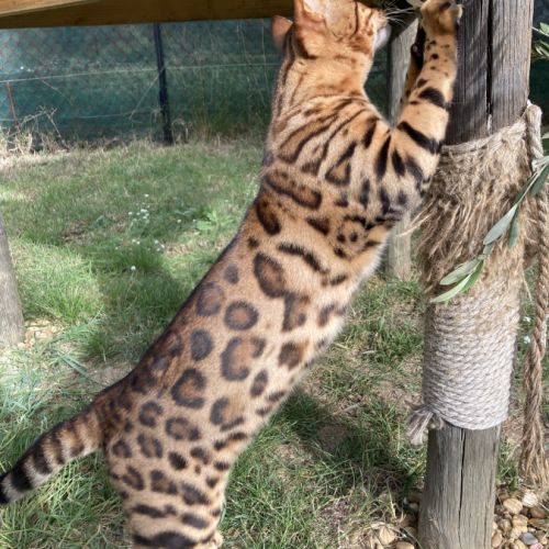 Mâle bengal brown loof #2